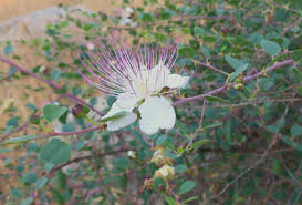 White Caper Bush Flower Seeds for Planting – Shade Tolerant, Heirloom & GMO-Free Seeds for Home Garden