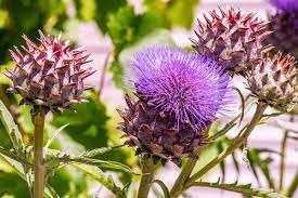 Cynara Flower Seeds for Planting – Organic, Heirloom, Non-GMO Edible Medicinal Herb Seeds with High Germination