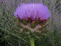 Cynara Flower Seeds for Planting – Organic, Heirloom, Non-GMO Edible Medicinal Herb Seeds with High Germination