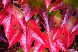 Boston Ivy Green Pink Plant Seeds for Planting – Heirloom, Non-GMO, High Germination Organic Garden Seeds