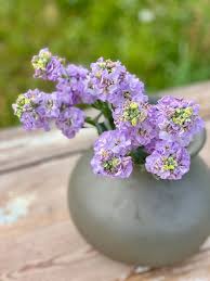Blue Matthiola Incana Flower Seeds for Planting - Garden Favorite, Heirloom, Non-GMO & High Germination Garden Seeds, 100pcs