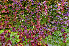 Boston Ivy Green Pink Plant Seeds for Planting – Heirloom, Non-GMO, High Germination Organic Garden Seeds