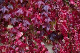 Boston Ivy Green Pink Plant Seeds for Planting – Heirloom, Non-GMO, High Germination Organic Garden Seeds