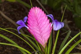 Bromeliad Tillandsia Flower Seeds for Planting – Long Bloom Season, Heirloom & Non-GMO