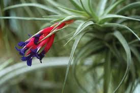Bromeliad Tillandsia Flower Seeds for Planting – Long Bloom Season, Heirloom & Non-GMO