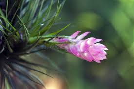 Bromeliad Tillandsia Flower Seeds for Planting – Long Bloom Season, Heirloom & Non-GMO