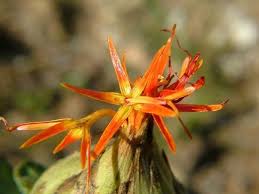 Carthamus Flower Seeds for Planting – Organic, Heirloom, Non-GMO Medicinal Herb Seeds with High Germination Rate