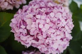 Hydrangea Pink Flower Seeds for Planting - Fragrant Blossoms, Heirloom, Non-GMO & High Germination Garden Seeds, 100pcs
