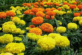 Mix Marigold Flower Seeds for Planting – Organic, Heirloom, Non-GMO Garden Bloom Seeds with High Germination Rate