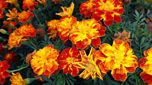 Mix Marigold Flower Seeds for Planting – Organic, Heirloom, Non-GMO Garden Bloom Seeds with High Germination Rate