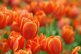 Tulip Orange Flower Seeds for Planting – Drought Tolerant, Heirloom & Non-GMO