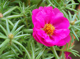 Pink Moss Rose Flower Seeds for Planting – Colorful Display, Heirloom & Non-GMO