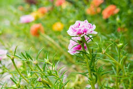 Pink Moss Rose Flower Seeds for Planting – Colorful Display, Heirloom & Non-GMO