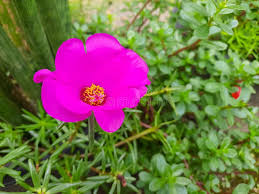 Pink Moss Rose Flower Seeds for Planting – Colorful Display, Heirloom & Non-GMO