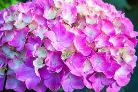 Hydrangea Pink Flower Seeds for Planting - Fragrant Blossoms, Heirloom, Non-GMO & High Germination Garden Seeds, 100pcs