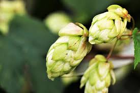 Green Hop Flower Seeds for Planting – Low Maintenance, Heirloom & Non-GMO