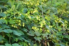 Green Hop Flower Seeds for Planting – Low Maintenance, Heirloom & Non-GMO