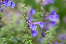Purple Scutellaria Flower Seeds for Planting – Cottage Garden Essential, Heirloom &amp; Non-GMO