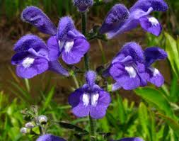 Purple Scutellaria Flower Seeds for Planting – Cottage Garden Essential, Heirloom &amp; Non-GMO