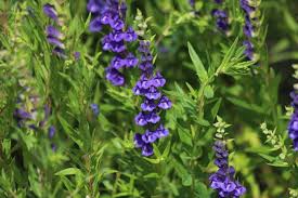 Purple Scutellaria Flower Seeds for Planting – Cottage Garden Essential, Heirloom &amp; Non-GMO