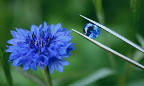 Blue Sapphire Flower Seeds for Planting – Cut Flower Favorite, Heirloom & Non-GMO