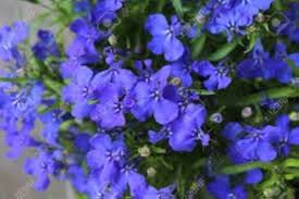 Blue Sapphire Flower Seeds for Planting – Cut Flower Favorite, Heirloom & Non-GMO