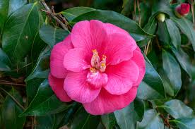 Camellia Japonica Flower Seeds for Planting – Wildflower Mix, Heirloom & Non-GMO