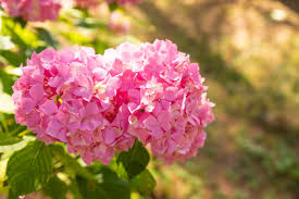 Hydrangea Pink Flower Seeds for Planting - Fragrant Blossoms, Heirloom, Non-GMO & High Germination Garden Seeds, 100pcs