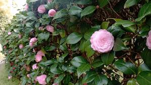 Camellia Japonica Flower Seeds for Planting – Wildflower Mix, Heirloom & Non-GMO