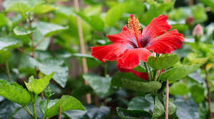 Hibiscus Burgundy Flower Seeds for Planting – Sun Loving, Heirloom & Non-GMO