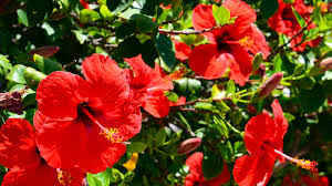 Hibiscus Burgundy Flower Seeds for Planting – Sun Loving, Heirloom & Non-GMO