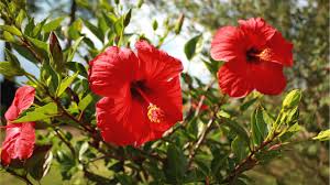 Hibiscus Burgundy Flower Seeds for Planting – Sun Loving, Heirloom & Non-GMO