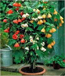 Mixed Abutilon Flower Seeds for Planting - Bright Blooms, Heirloom, Non-GMO & High Germination Garden Seeds