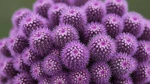 Zygocactus Purple Flower Seeds for Planting – Shade Tolerant, Heirloom & Non-GMO