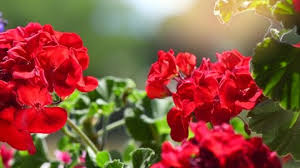 Geranium Burgundy Flower Seeds for Planting – Premium Quality, Heirloom & Non-GMO