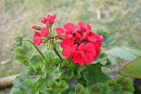 Geranium Burgundy Flower Seeds for Planting – Premium Quality, Heirloom & Non-GMO