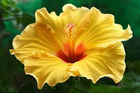 Hibiscus Light Yellow Flower Seeds for Planting – Bright Blooms, Heirloom & Non-GMO