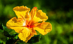 Hibiscus Light Yellow Flower Seeds for Planting – Bright Blooms, Heirloom & Non-GMO