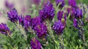 Astragalus Lavender Flower Seeds for Planting – Garden Favorite, Heirloom & Non-GMO