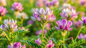 Astragalus Lavender Flower Seeds for Planting – Garden Favorite, Heirloom & Non-GMO