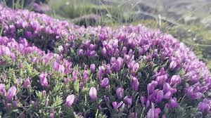 Astragalus Lavender Flower Seeds for Planting – Garden Favorite, Heirloom & Non-GMO