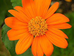 Tithonia Flower Seeds for Planting – Hardy Variety, Heirloom & Non-GMO