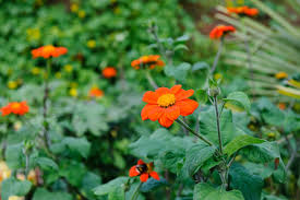 Tithonia Flower Seeds for Planting – Hardy Variety, Heirloom & Non-GMO