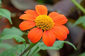 Tithonia Flower Seeds for Planting – Hardy Variety, Heirloom & Non-GMO