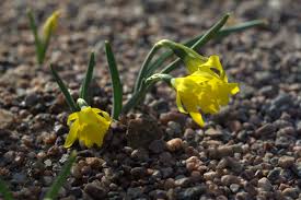 Narcissus Asturiensis Flower Seeds for Planting – Perfect for Borders, Heirloom & Non-GMO