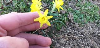 Narcissus Asturiensis Flower Seeds for Planting – Perfect for Borders, Heirloom & Non-GMO