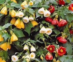 Mixed Abutilon Flower Seeds for Planting - Bright Blooms, Heirloom, Non-GMO & High Germination Garden Seeds