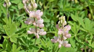 Lupinus Albus Flower Seeds for Planting – Long Bloom Season, Heirloom & GMO-Free Home Garden Seeds