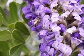 Purple Mescal Flower Seeds for Planting – Compact Growth, Heirloom, Non-GMO, High Germination Organic Garden Seeds