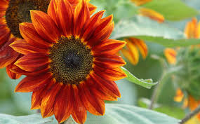 Orange Helianthus Flower Seeds for Planting – Pollinator Friendly, Heirloom, Non-GMO, High Germination Organic Garden Seeds